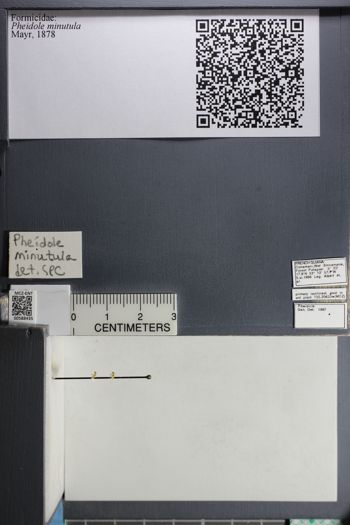 Media type: image;   Entomology 588435